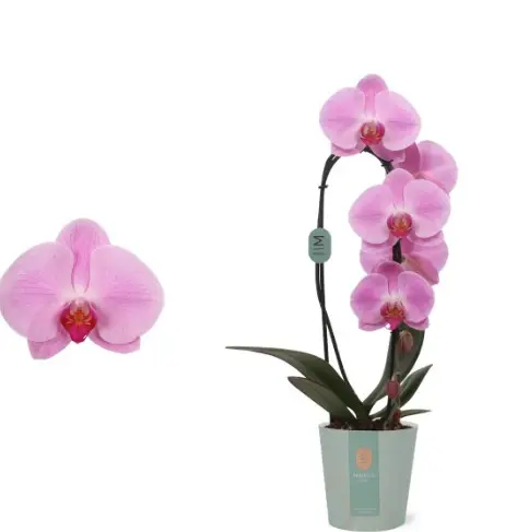 Kuuking 'Pink Naomi' 1-v P12/45cm 
