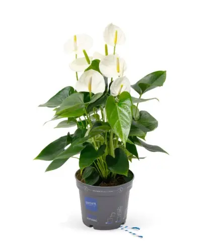 Flamingolill Karma White P17/55cm