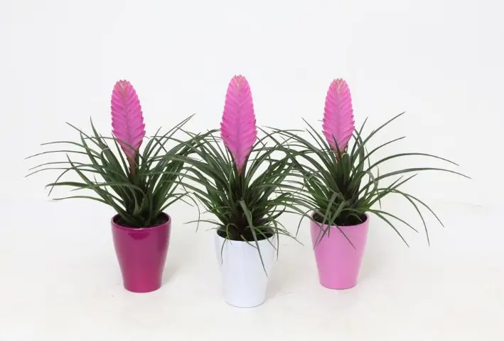 Tillandsia keraamikas P10/35cm 