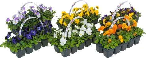 Begoonia 10tk/pk