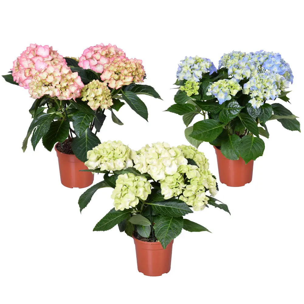Hortensia P14cm valik Eesti