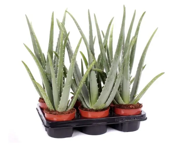 Aaloe Vera P12/35cm