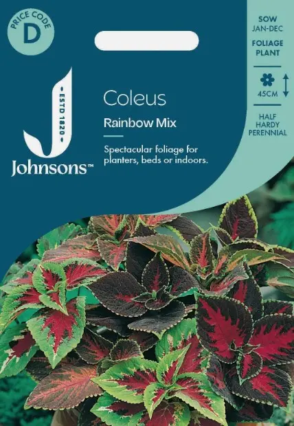 Värd-kirinõges Rainbow mix