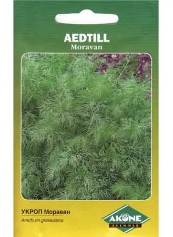 Aedtill Moravan, 4 g