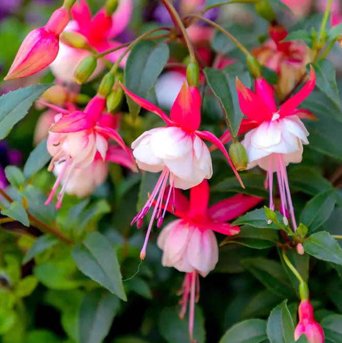 Fuksia püstine P10cm