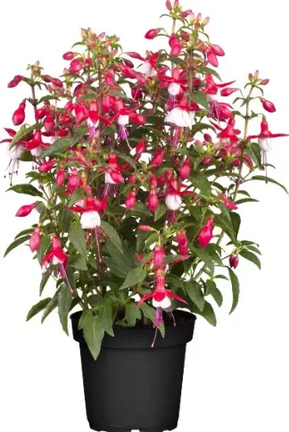 Fuksia rippuv P12cm