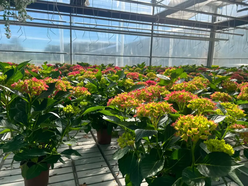 Hortensia P14cm