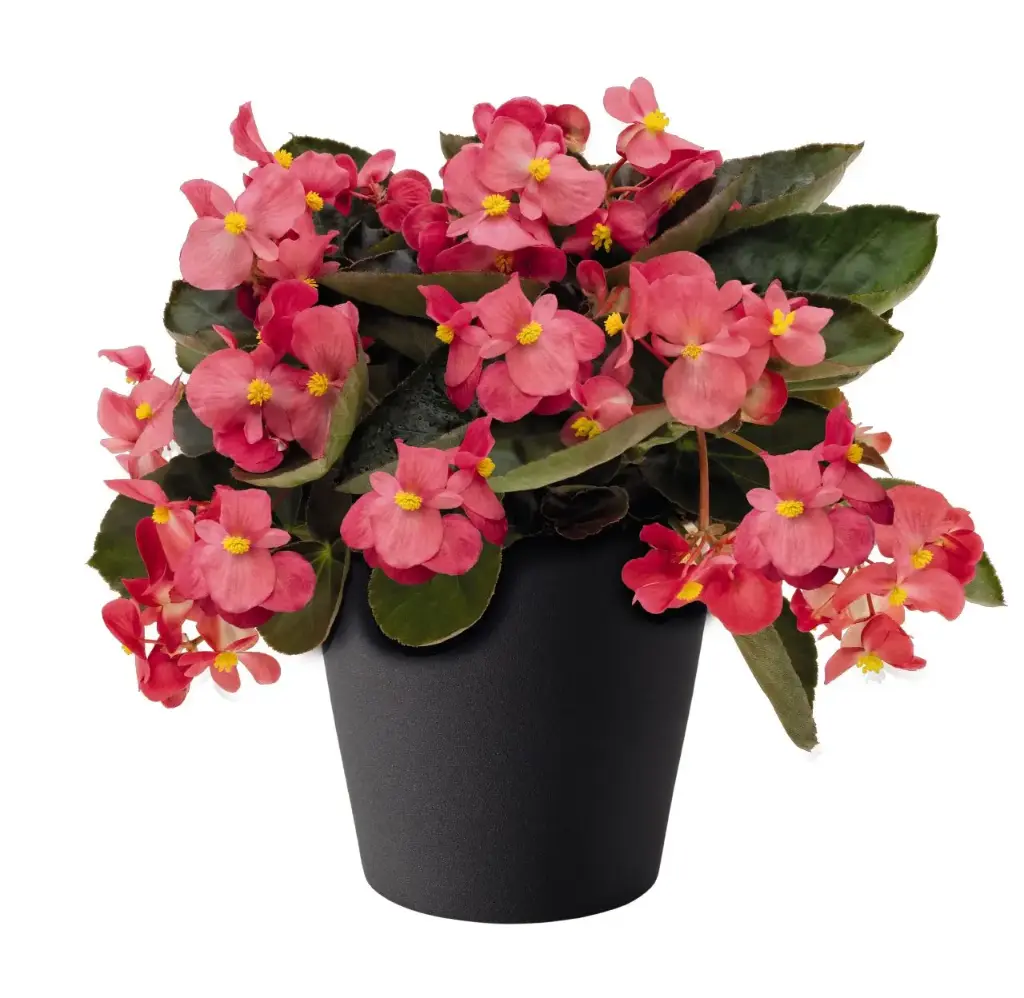 Hübriidbegoonia P17cm