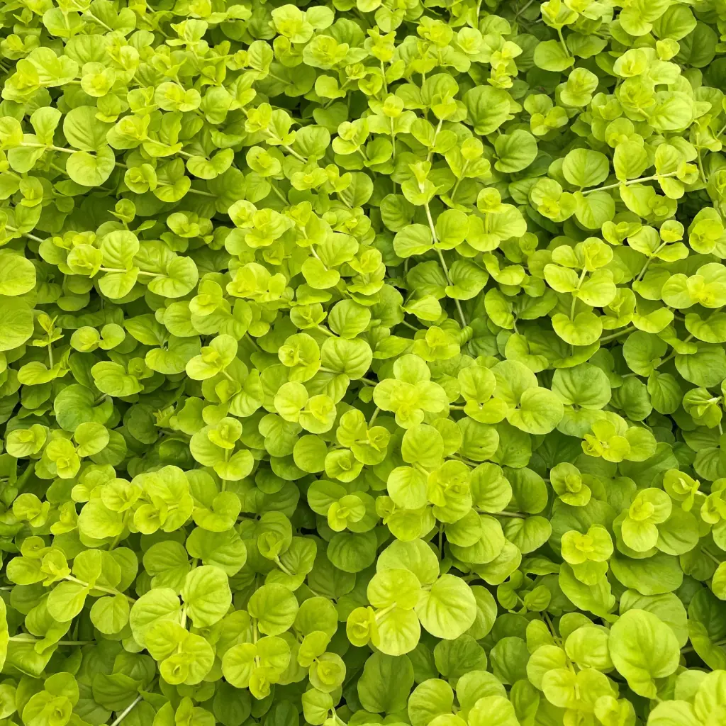 Metsvits P10cm
