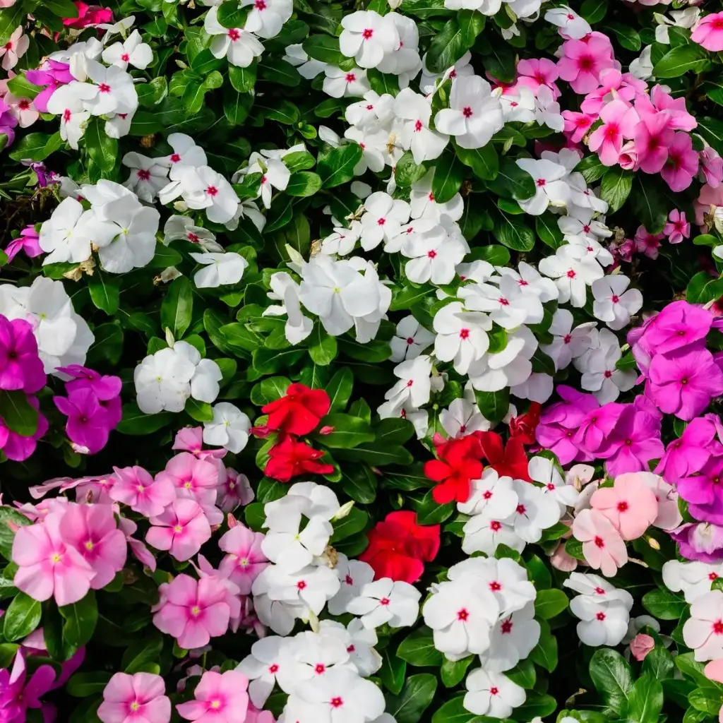 N-G balsamiin P12cm
