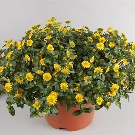 Sanvitaalia P10cm