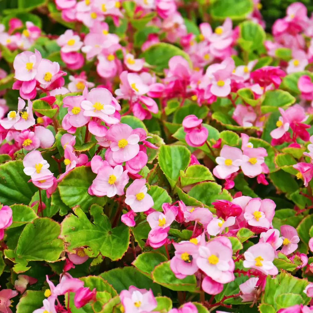 Semperbegoonia P9cm