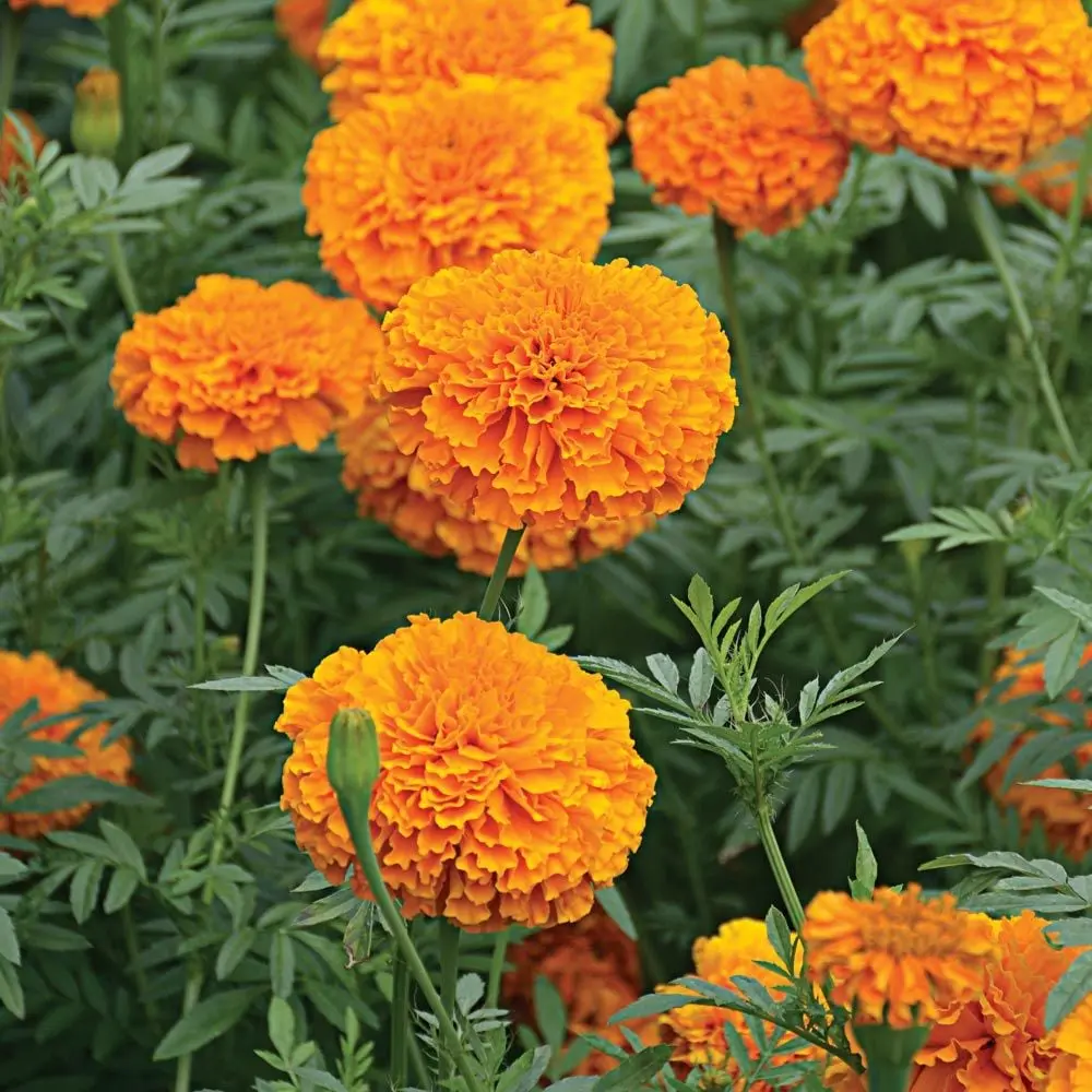 Tagetes erecta P10cm
