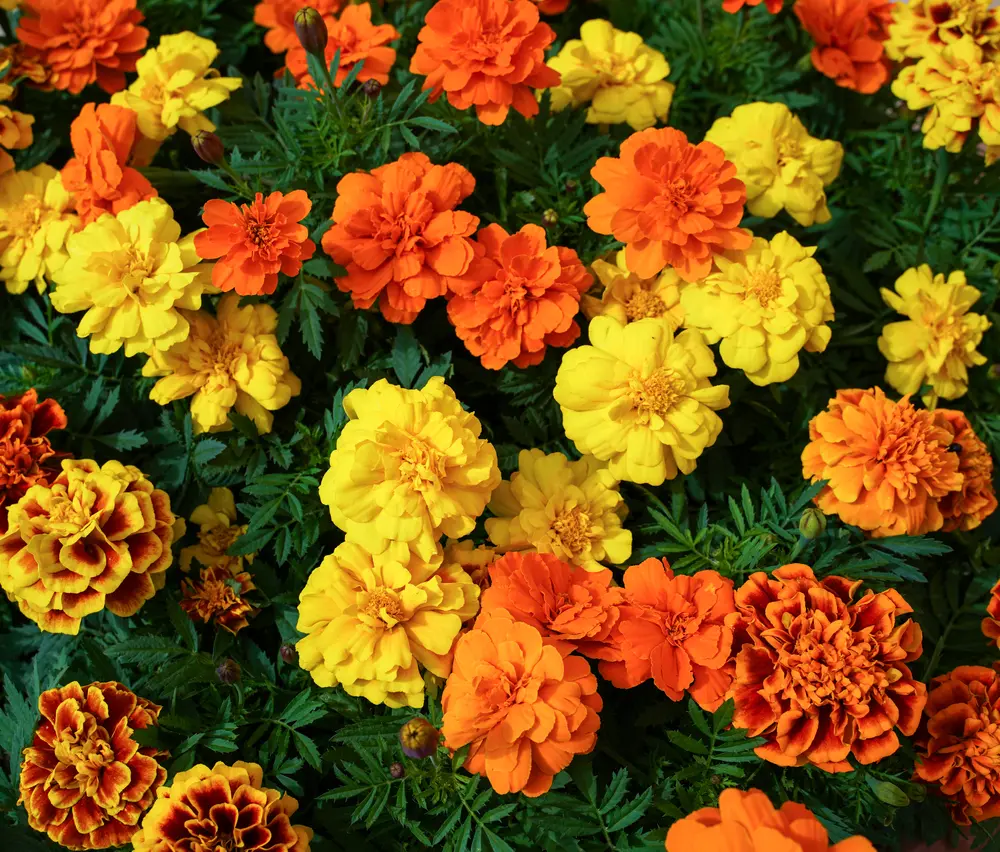 Tagetes patula P9cm