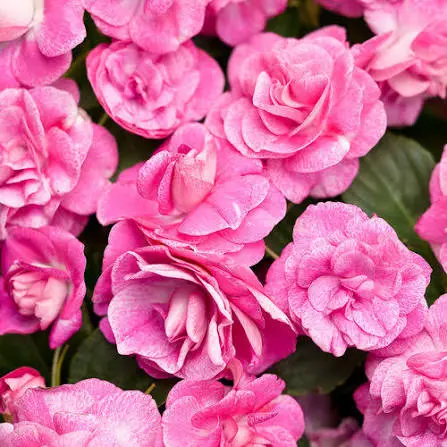 Täidisõieline balsamiin P12cm