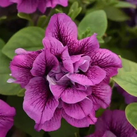 Täidisõieline petuunia P12cm