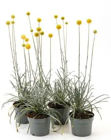 Varblill P14cm