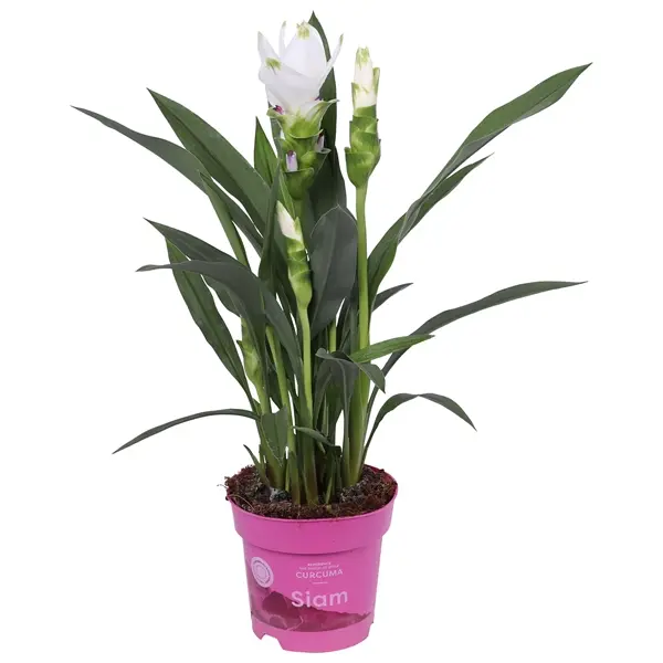 Kollajuur ehk kurkum Siam Sisto P12/50cm