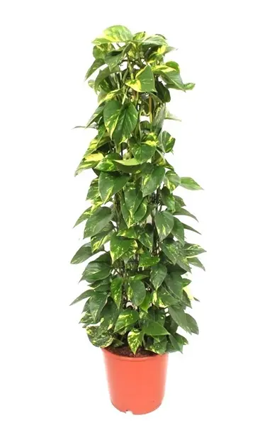 Kuld-nõelköis P24/110cm