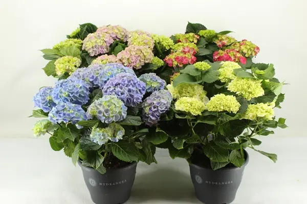 Suurelehine hortensia valik P23/35cm 15v
