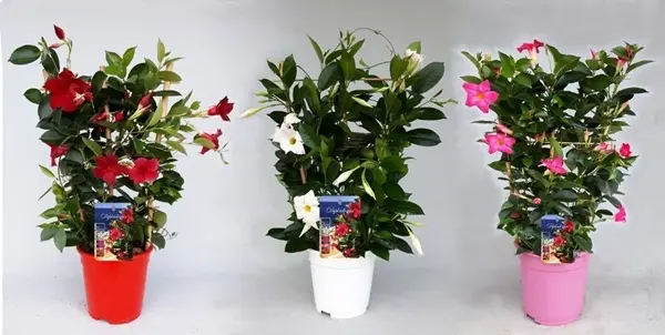 Mandvill Sundaville valik P17/55cm