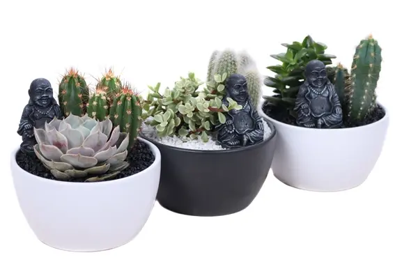 Sukulent ja kaktuse seade kujuga P16/20cm