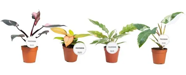 Filodendron 'Princess' valik P12/30cm