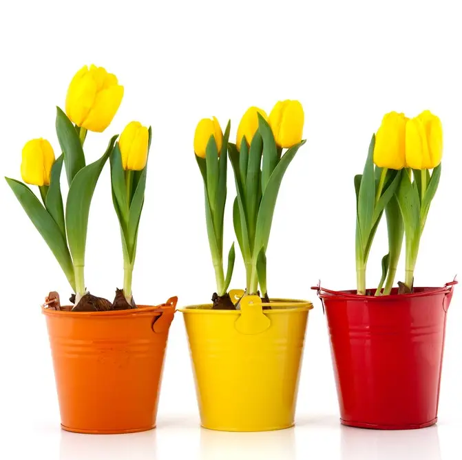 Tulp potis P12cm
