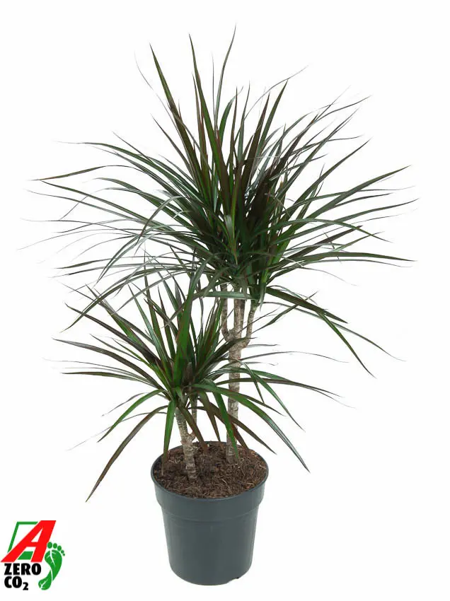 Draakonipuu 'Magenta' P14/55cm 