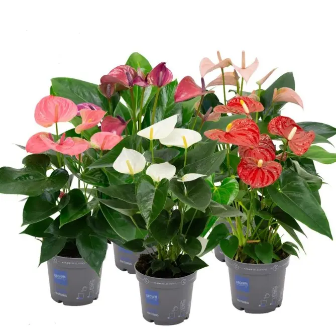 Flamingolill mix P12cm/35cm 