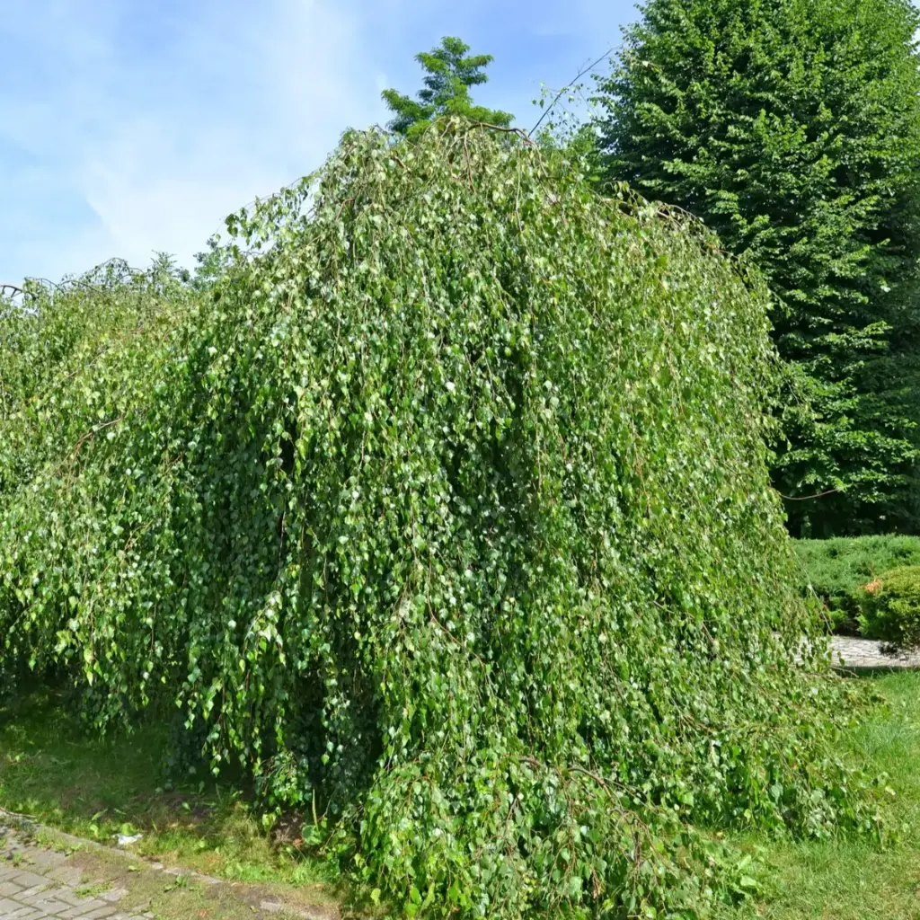 Harilik hobukastan  C7,5/80cm