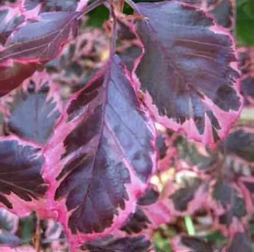 Harilik pöök 'Purpurea Tricolor'