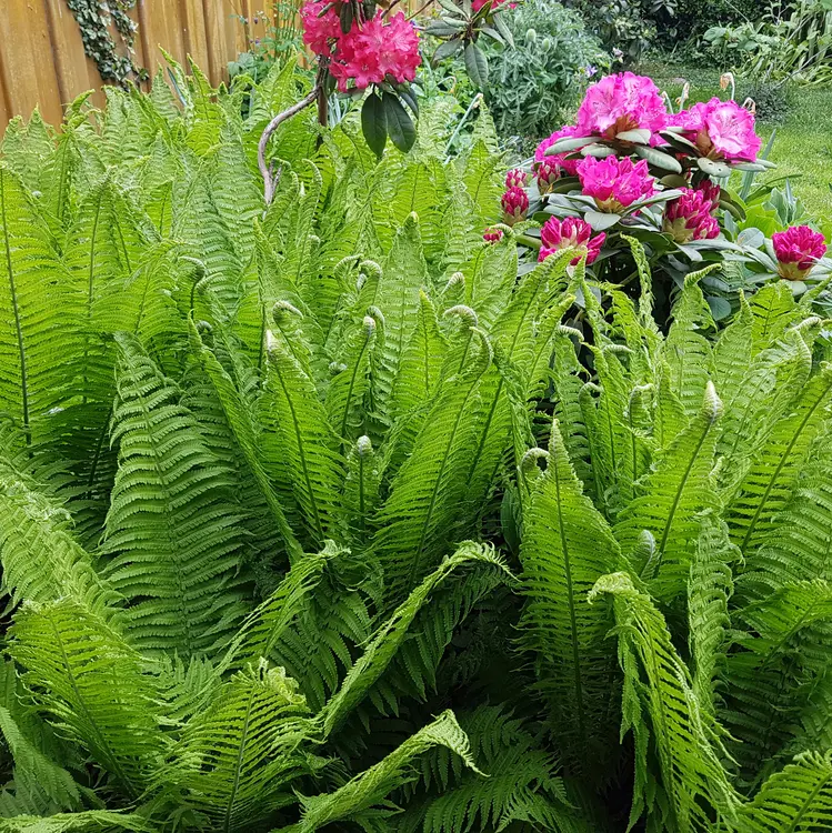 Jaapani osmunda C5