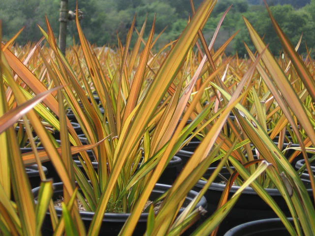 Sitke linaliilia 'Apricot Queen' C9/40cm