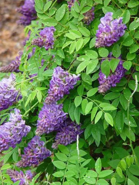 Põõsas-sinivihm 'Longwood Purple' C9/160cm