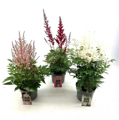 Astilbe valik P17/55cm