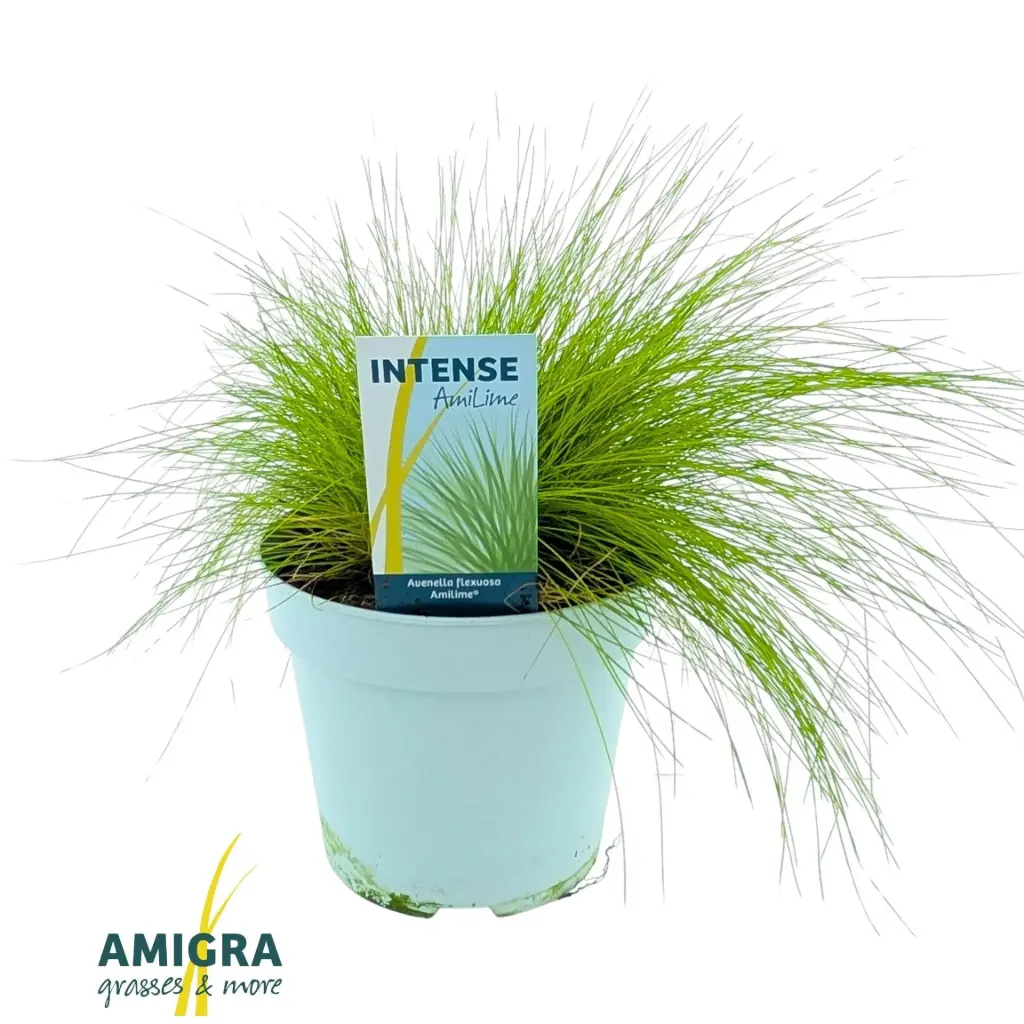 Luht-Kastevars Amilime P10,5cm