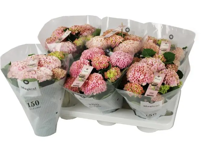 Hortensia potis P10/22,5cm roosa