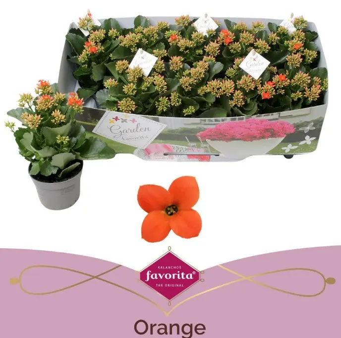 Kalanhoe Garden Orange P10,5/22cm