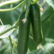Kurk 'Betha Alpha' 9cm 