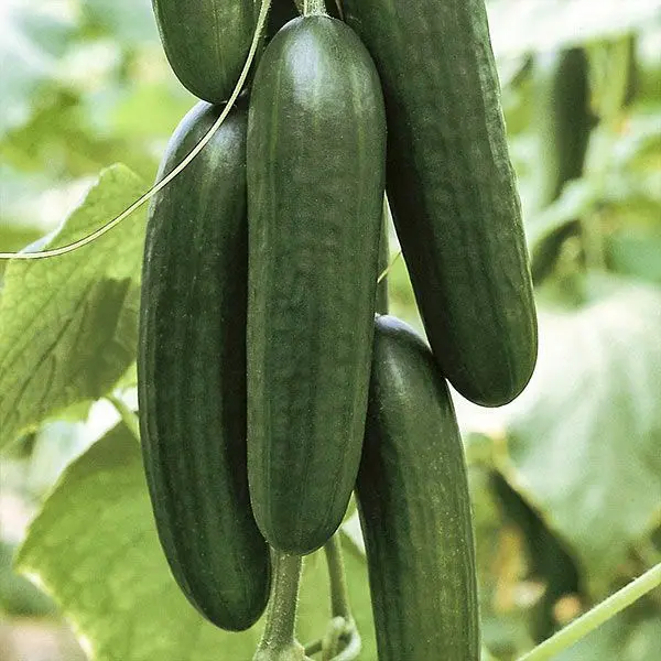 Kurk 'Picolino' P9cm 