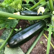Suvikõrvits 'Black Beauty' 9cm