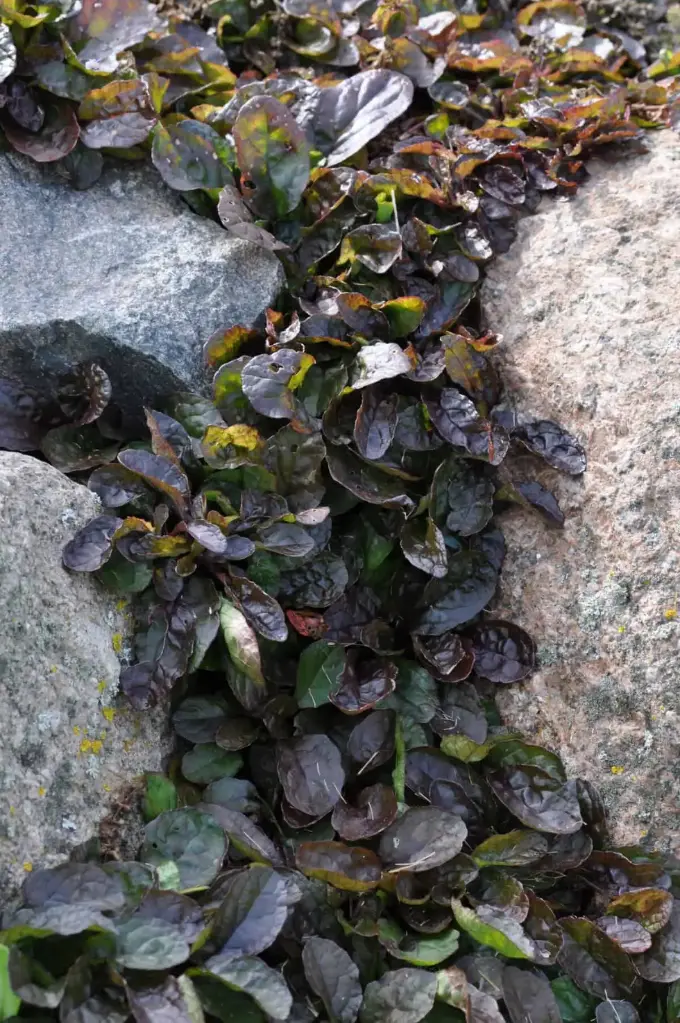Roomav akakapsas 'Black Scallop' P12/B