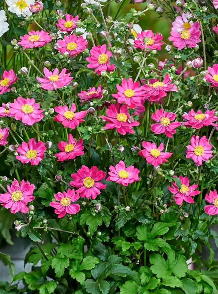 Hübriidülane 'Fantasy Aurora'® C2/E