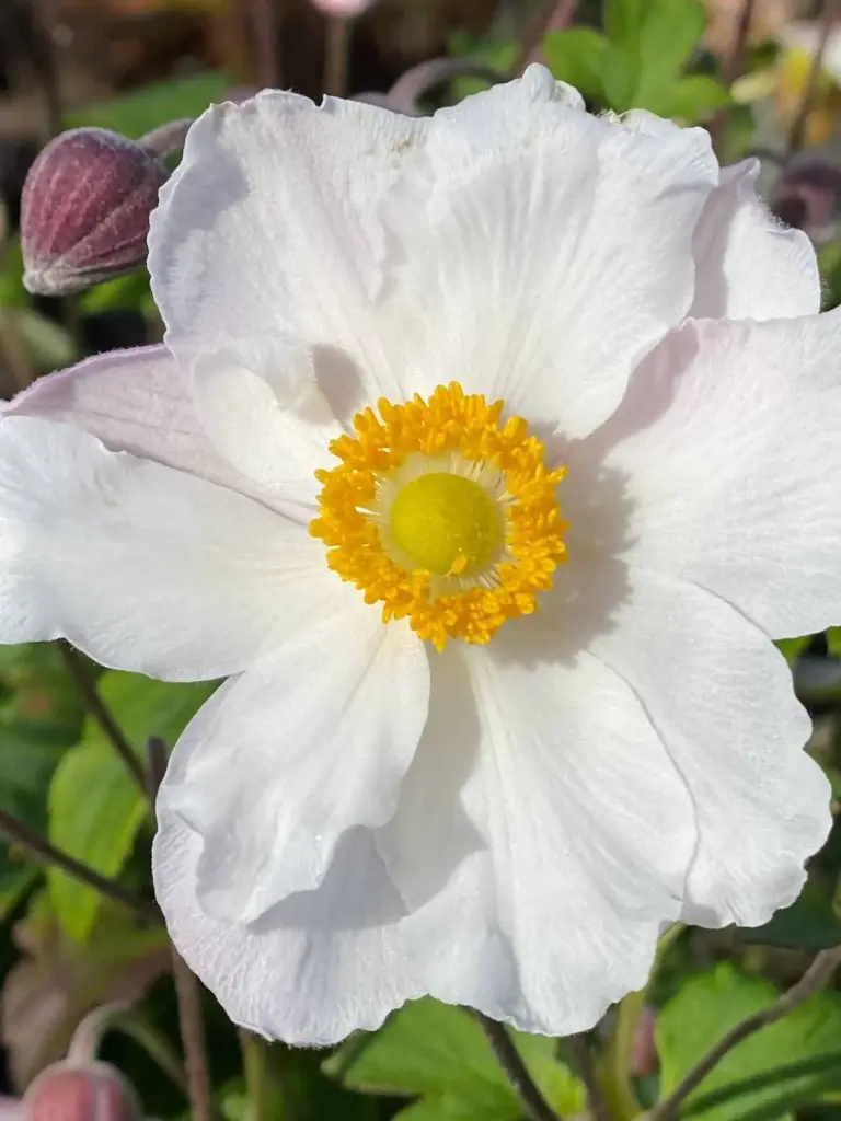 Hübriidülane 'Fantasy Elsa'® C2/E