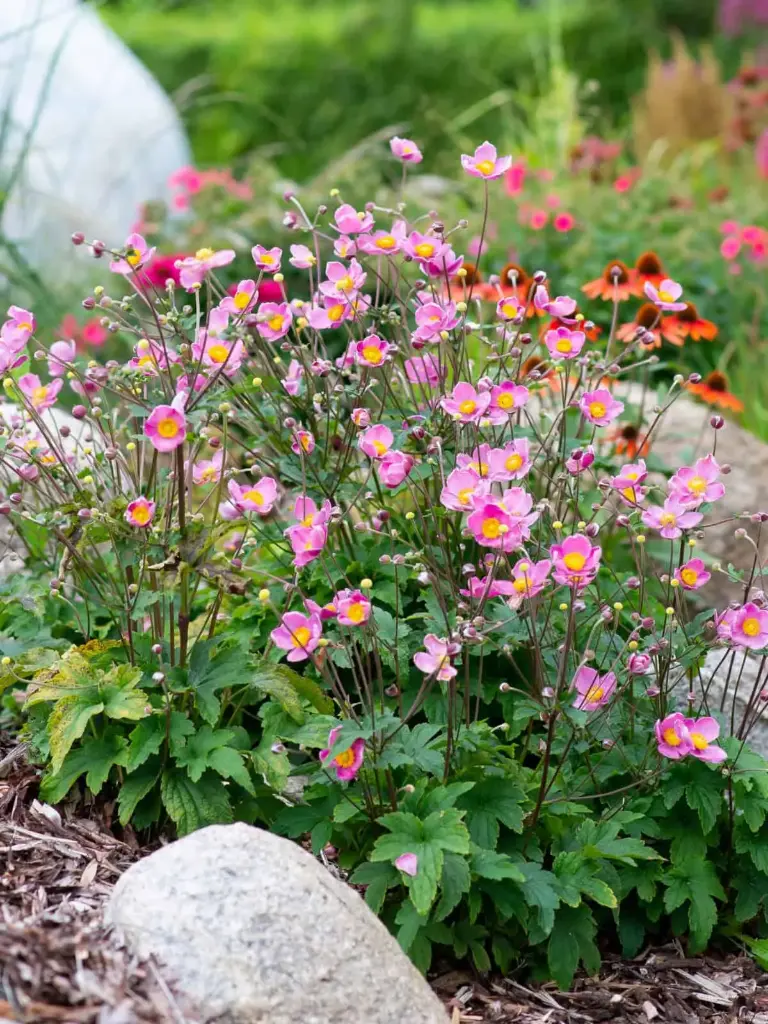 Hübriidülane 'Fantasy Jasmine'® C2/E