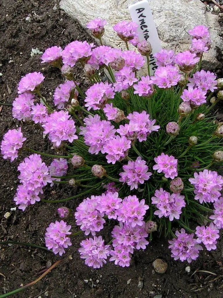 Mätasjas merikann 'New Zealand Form'  P12/A