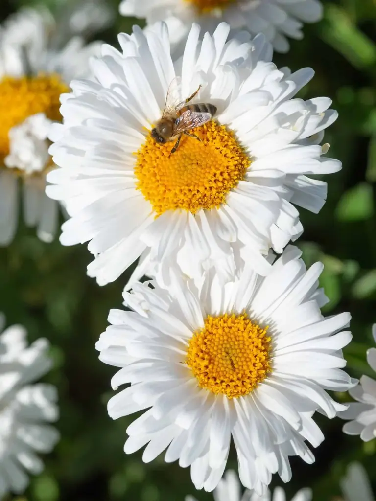Alpi aster 'Albus'  P12/A