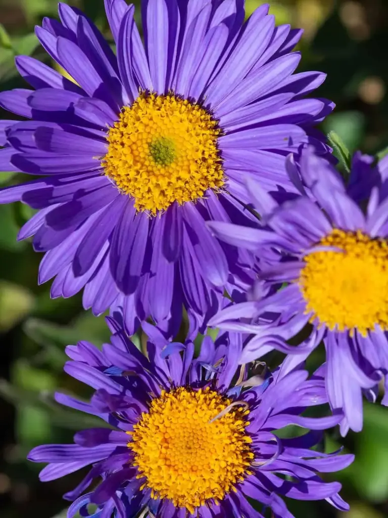 Alpi aster 'Dunkle Schöne'  P12/A
