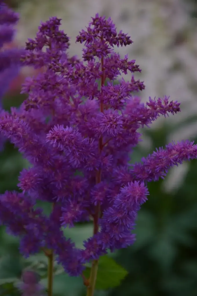 Astilbe 'Black Pearls' C2/E